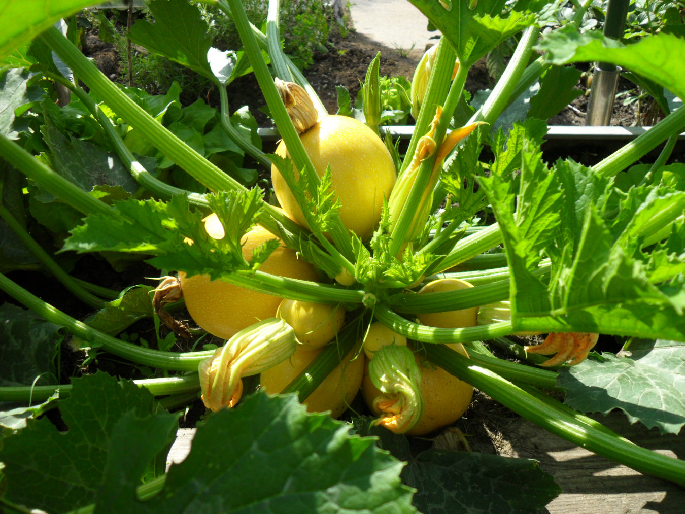 Schöne gelbe Zucchinis