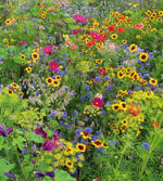 klimafarmer® Honig&Schmetterling (mehrjährig)