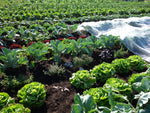 klimafarmer® Musterpaket »Market Garden«