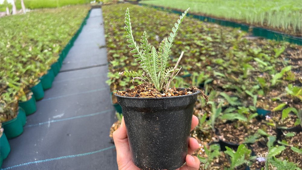 Plastikfreier Gartenbau mit dem klimapott: Reststoffe als wertvolle Ressource nutzen