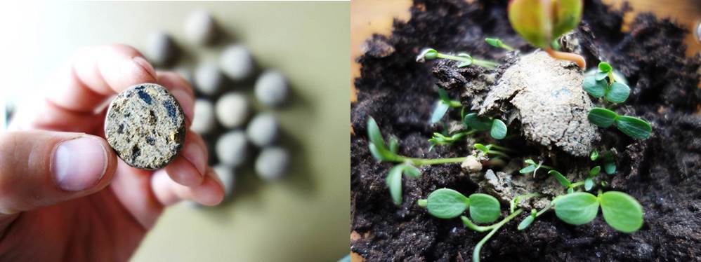 Terra Preta Samenbomben mit Pflanzenkohle
