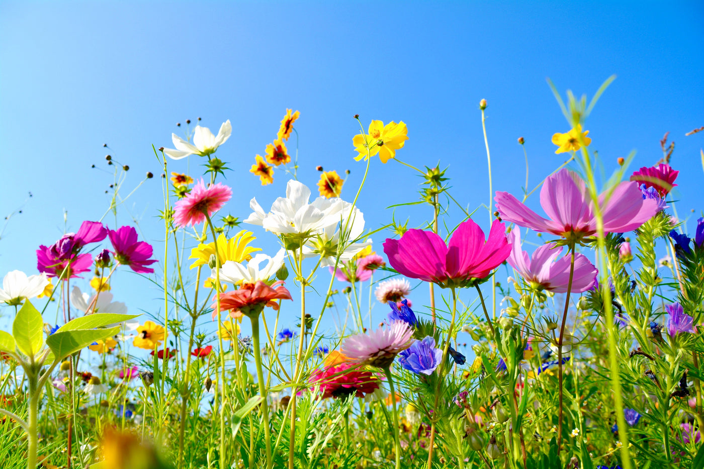 Blumen in einem sonnigen Feld